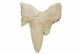 Pathological Otodus Shark Tooth - Morocco #213906-1